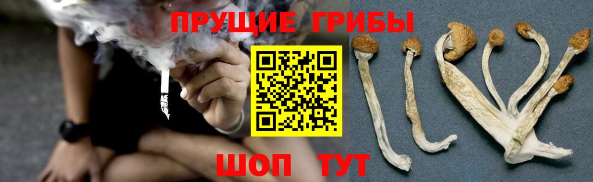 Псилоцибиновые грибы Psilocybine cubensis Нарткала